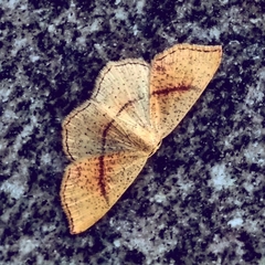 Cyclophora punctaria