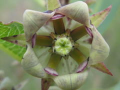 Pachycarpus dealbatus