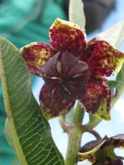 Pachycarpus dealbatus