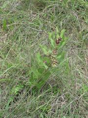 Pachycarpus dealbatus