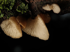 Hohenbuehelia grisea