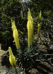 Stanleya tomentosa