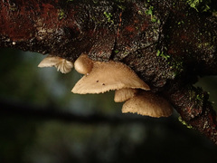 Hohenbuehelia grisea