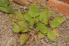 Plantago major