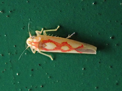 Zygina flammigera