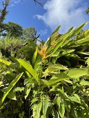Heliconia psittacorum × spathocircinata