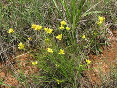Cyperus sphaerocephalus