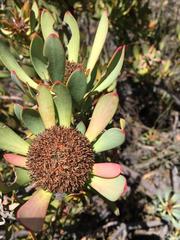 Leucadendron arcuatum