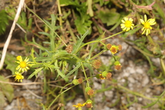 Senecio squalidus