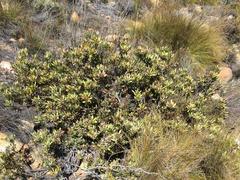 Leucadendron arcuatum