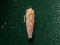 Zygina flammigera