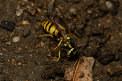 Vespula