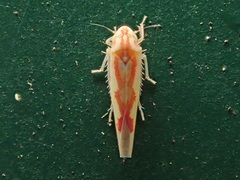 Zygina flammigera