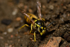 Vespula