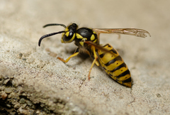 Vespula