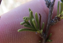 Eriophyes adenostomae
