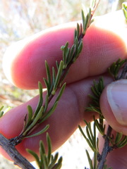 Eriophyes adenostomae