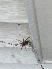 Araneae