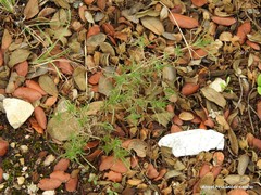 Plantago sempervirens