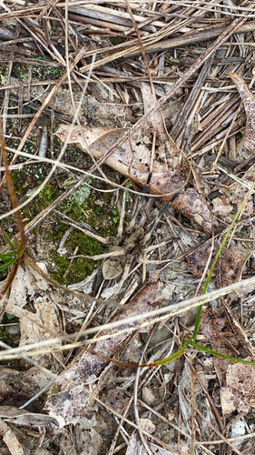 photo of Burrow-living Wolf Spiders (Hogna)