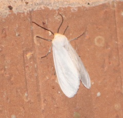 Pygarctia flavidorsalis