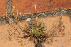 Plantago coronopus