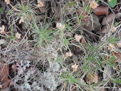 Plantago sempervirens