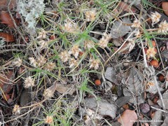 Plantago sempervirens