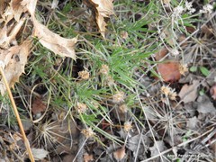 Plantago sempervirens
