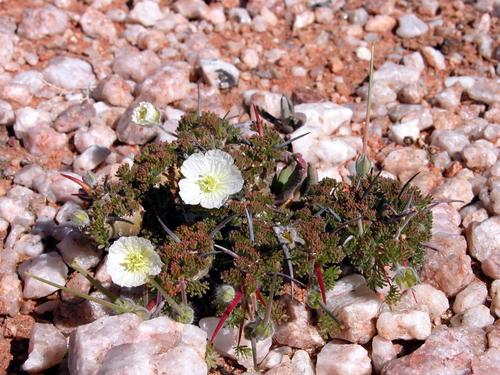 Monsonia herrei (L. Bolus) F.Albers