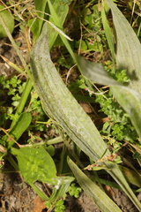 Plantago lanceolata
