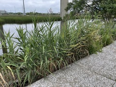 Phragmites australis