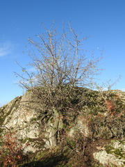 Pyrus bourgaeana