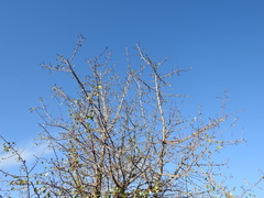 Pyrus bourgaeana