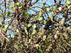 Pyrus bourgaeana