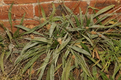 Plantago lanceolata