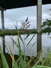 Phragmites australis