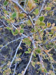 Holodiscus discolor glabrescens