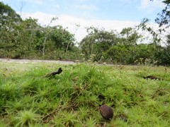 Paepalanthus