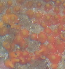 Latrunculia spinispiraefera