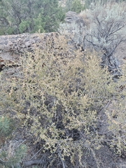 Holodiscus discolor glabrescens