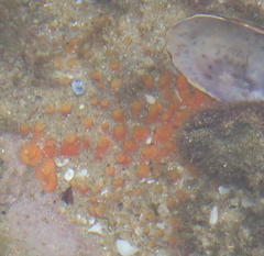 Latrunculia spinispiraefera