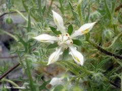 Loasa illapelina