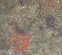 Latrunculia spinispiraefera