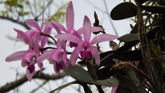 Cattleya intermedia
