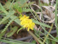 Corchorus asplenifolius