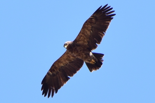 Águila pomerana (Clanga pomarina)