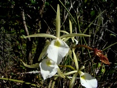 Brassavola tuberculata