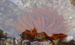 Actinia ebhayiensis