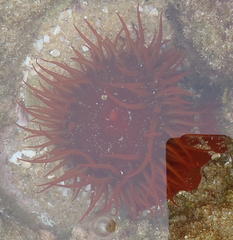 Actinia ebhayiensis
